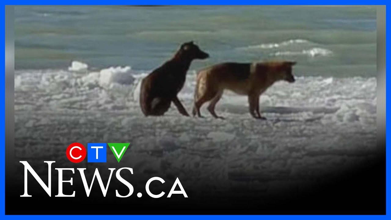 Dogs rescued on Detroit River