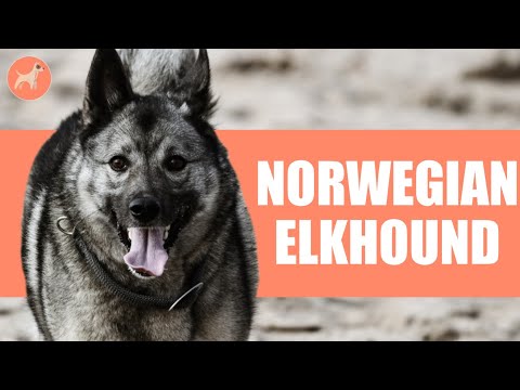 Vidéo: Les couleurs d'Elkhounds