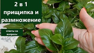 Прищипка и размножение катарантуса 2 в 1. Отвечу на Ваши вопросы.