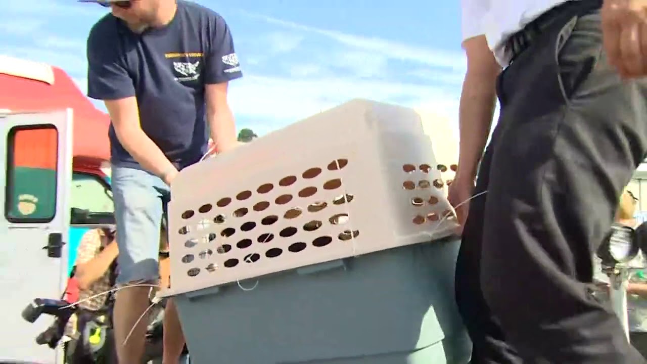 Rescued Texas animals arrive in Seattle