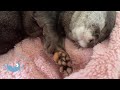 Protect the Otter&#39;s Paw!  Moisturizing Care