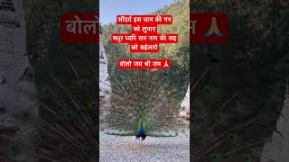 Ram✨#ram #bhakti #rain #dance #peacock #neemkarolibaba #kainchidham