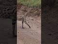 🌅 Majestic Serval Cat at Sunset – Africa’s Hidden Beauty 🐆✨ #Shorts