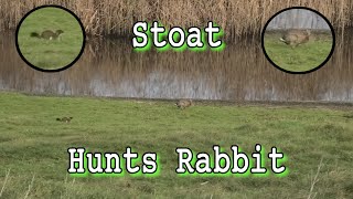 Stoat Hunts Rabbit