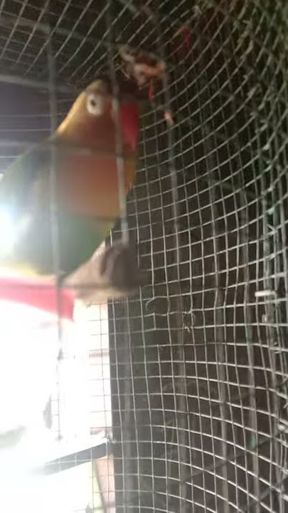 Lb birahi tinggi geleng geleng kepala