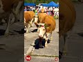 🇨🇭 Swiss Cow Parade | Alpabfahrt | Alpabzug | #shorts #switzerland #swiss #cow #cows #parade #nagich