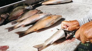 Cara Memotong Ikan Kakap Bakau Seperti Seorang Profesional
