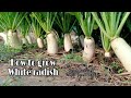 Growing White Radish From Seeds Till Harvest / Easy and Grow well / White Radish by NY SOKHOM