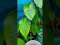 The Ultimate Guide to Finding Water in the Wild