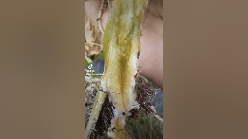 Nhận Biết Và Cách Khắc Phục Bệnh Nứt Thân, Nứt Thân Xì Mủ Trên Cây Dưa Leo