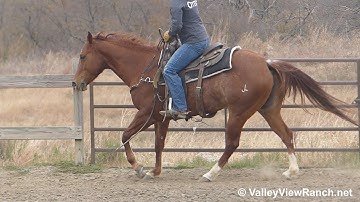 Hickorys Kitty Cat***For info, price, etc., go to our website*** ValleyViewRanch.net