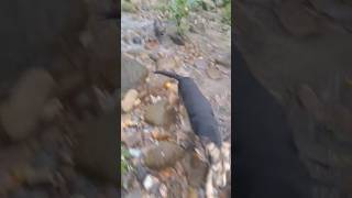 un lobo o nutria corre al perro