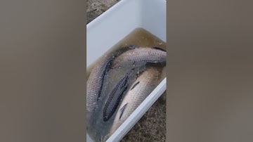 Vlogs 137 Báo cá - Hồ Câu Minh Ngọc 0828152222 Thôn Khúc Giản, Xã An Tiến, Huyện An Lão, Hải Phòng