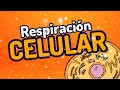 ⚡RESPIRACIÓN CELULAR(en 3 minutos) glucolisis y ciclo de krebs GUÍA UNAM