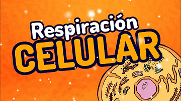Como uma bactéria Respira-se ela não tem mitocôndrias como organela?