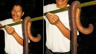 Mind Blowing Facts About Worms You Didn’t Know!