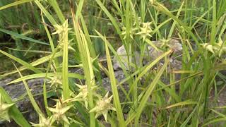 Carex Grayi Ostřice Grayova