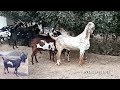 169 | GOAT FARMING | گوٹس فارمنگ سے متعلقہ کچھ عملی غلطیاں | BAKRA MANDI 2019 / 2020