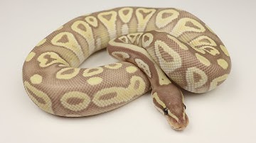 Male Coral Glow Mojave Ball Python 200206 - Benjamin