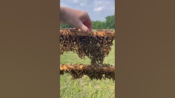 The Art of Building a Beehive