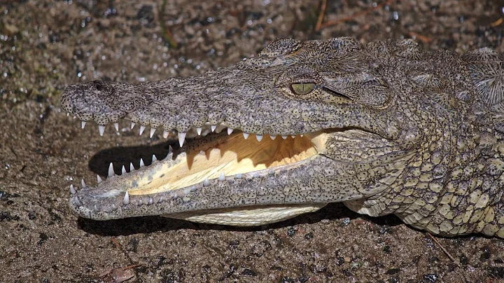 Researchers Found Man-Eating African Crocodiles In...