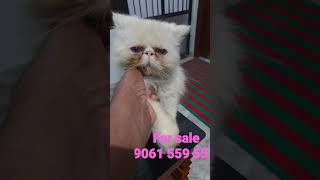 Full for sale 9061 559 552 News