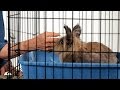 How to Make a Rabbit Less Aggressive | Pet Rabbits