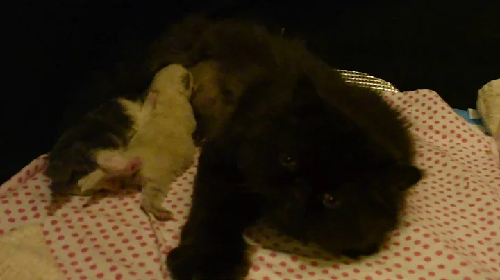 Video 3193901: himalayan persian, persian girl, chocolate persian