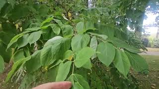 Aralia chinensis arálie čínská