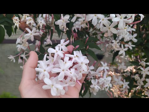 Vídeo: Flores de jasmim perfumadas no meu jardim