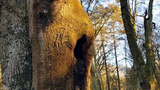 Woodland Management for Bats