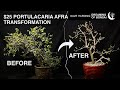 $25 Dollar Portulacaria Afra Transformation, February 2025