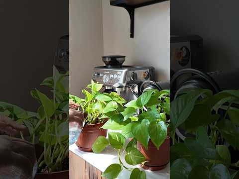 ترند افكار اكسبلور    قهوة  قهوتي 