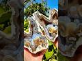 Super Weird Shaped Beautifully Colored Ancient Fossil Agate Coral Geode I Found Cut Open For You Super Weird Shaped Beautifully Colored Ancient Fossil Agate Coral Geode I Found Cut Open For You