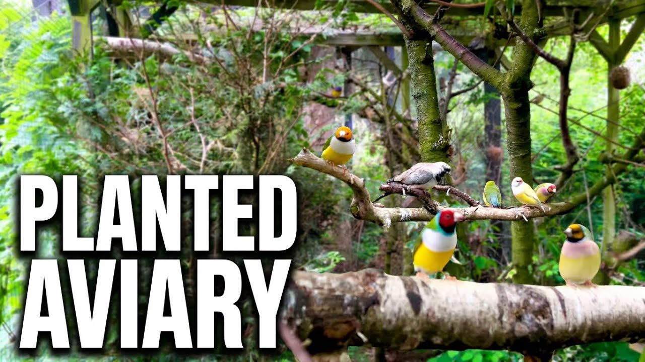 20 Meter Bird Aviary Tour | Finches & Softbills Breeding Aviary | Bird ...
