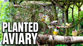 20 Meter Bird Aviary Tour | Finches & Softbills Breeding Aviary | Bird Sounds & Setup