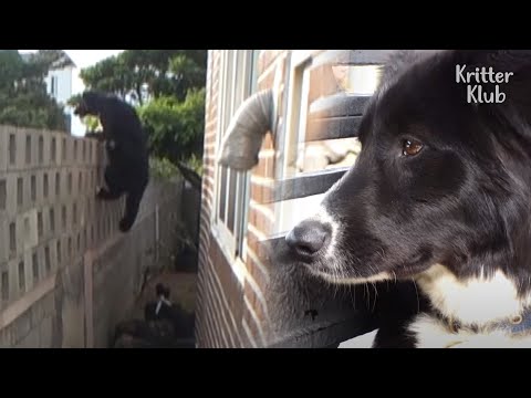 Video: „Grumpy Dog“zmenil svoj ľudský život, pomohol zaplatiť za akadémiu, aby pokračoval v jej sna