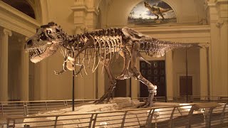 Sue the T. rex gets new home in the Field Museum