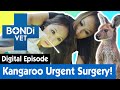 🦘 Bondi Vet Reunion to Fix Kangaroo's Eye | E13 | Bondi Vet