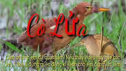 Tiếng Cò Lửa Chuẩn Đánh Lưới Siêu Chuẩn