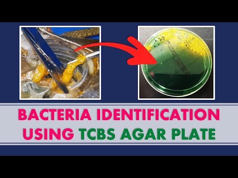 BACTERIA IDENTIFICATION USING TCBS AGAR PLATE! We Show You The Results | RAS Aquaculture