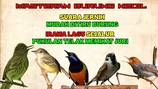 Irama lagu sejalur disertai TEMBAKAN - PASTI MASUK (Masteran Suara Burung Kecil)