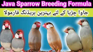 Java Sparrow Breeding Formula | Java Finch Breeding Formula | Samad Birds Tv News