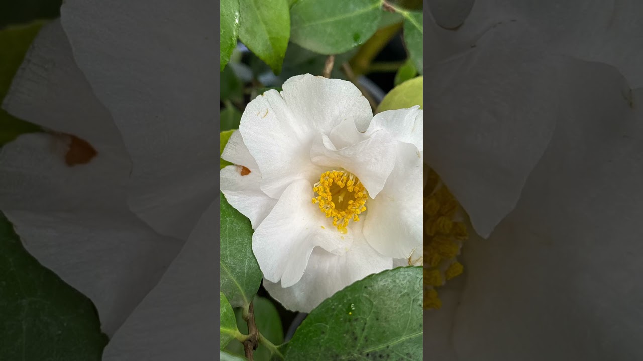 Камелии ботанического сада им.Н.В Цицина. Вднх Большая фондовая оранжерея.