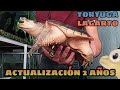 Crecimiento de Tortuga Lagarto (Actualización 2 Años)