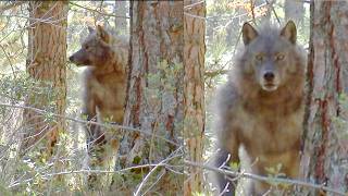 Dogman Footage So Clear Even Skeptics Are Going Silent - Dogman Encounters
