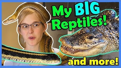 Reptile House Tour! (Part 2!)