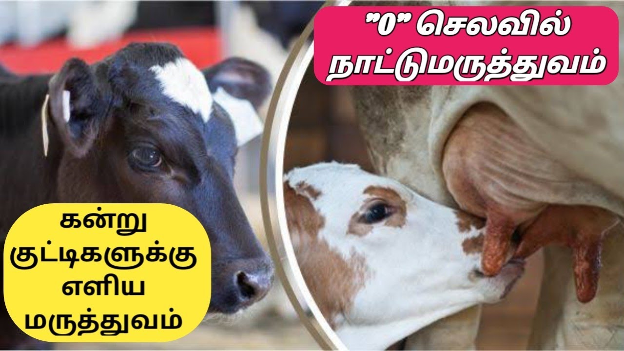 கன்று வளர்ப்பில் நாட்டு மருத்துவம் | நாட்டு மருத்துவம் | Calf Rearing 