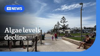 SA algal bloom testing shows positive signs ahead of peak summer temperatures | ABC NEWS