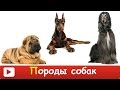 [ ПОРОДЫ СОБАК для ДЕТЕЙ ] Развивающий МУЛЬТИК для ДЕТЕЙ - ТОП 10 пород собак. Презентация для детей